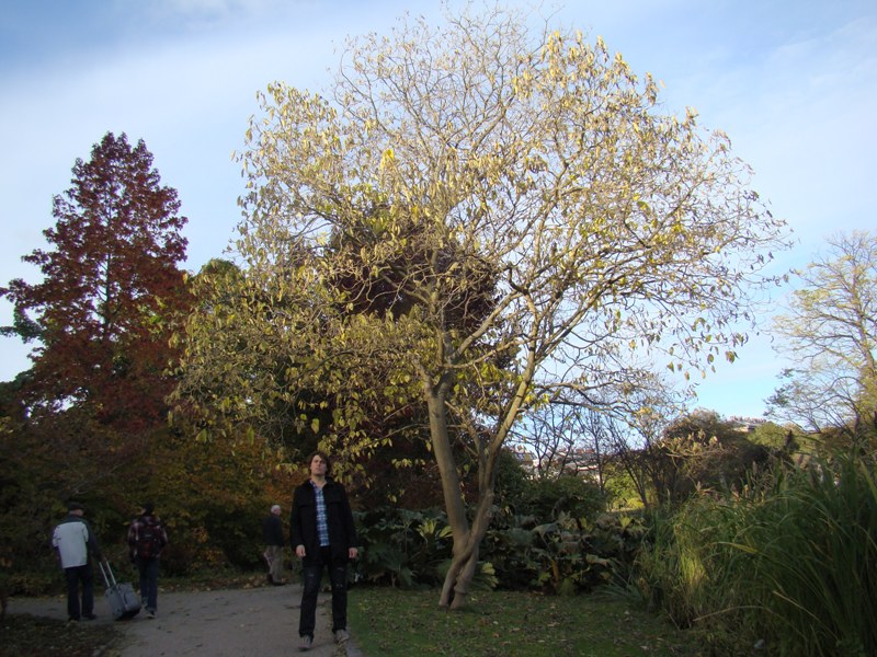 Broussonetia papyrifera. Botanisk Have i Kbenhavn. 2010. Sejr Siticum. Martin Reimers