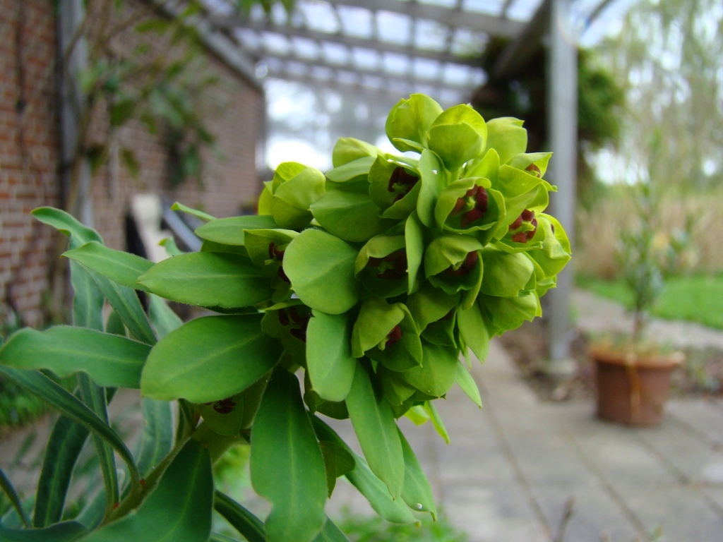 Euphorbia grifittithii
