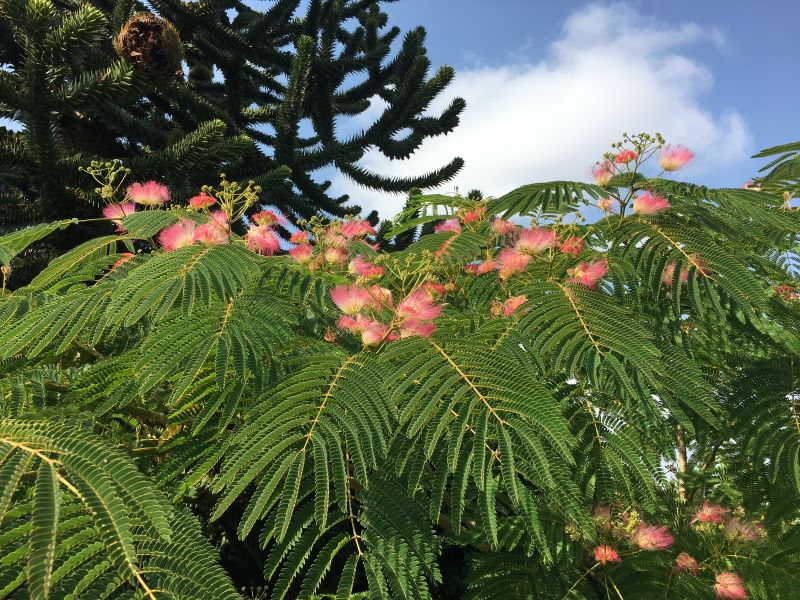 Albizia julibrissin, Silkerosentræ