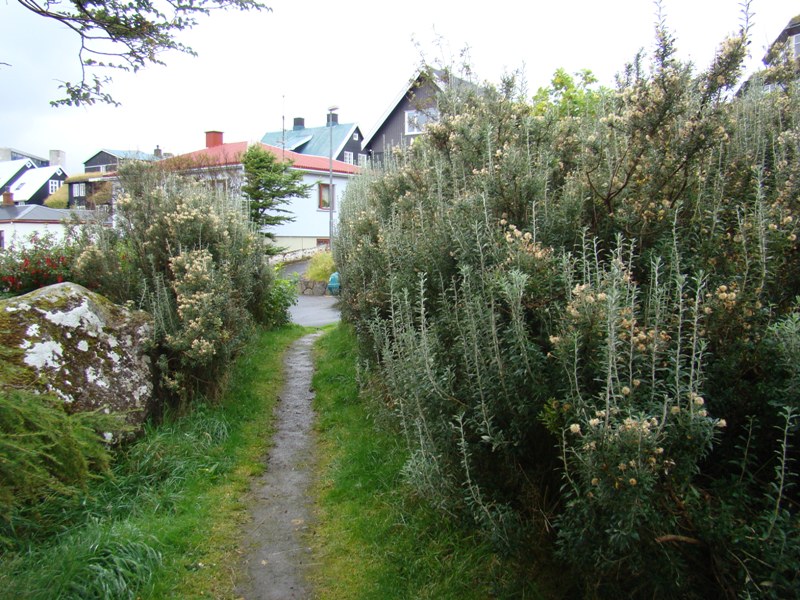 Chiliotrichum diffusum. Skoven i Debesartrød. Vidarlundin. Skov på Færøerne. Torshavn. www.dendrologi.dk. Martin Reimers