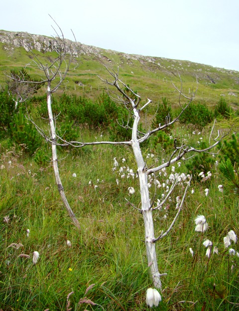 Døde træer i skoven i Havnardali. Vidarlundin. Skov på Færøerne. www.dendrologi.dk. Martin Reimers