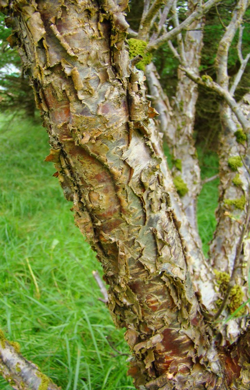 Skoven i Midvagur, Vidarlundin a Tungu, Vagar, Færøerne, dunbirk, Betula pubescens, dunbjørk, www.dendrologi.dk, Martin Reimers