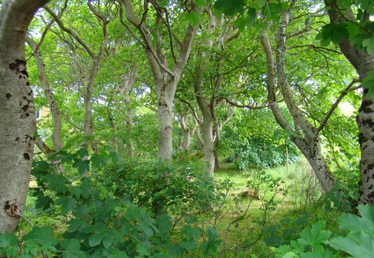 Skovhave, skov, have, Midvagur, gamle ahorn, Vagur, Færøerne, www.dendrologi.dk, Martin Reimers