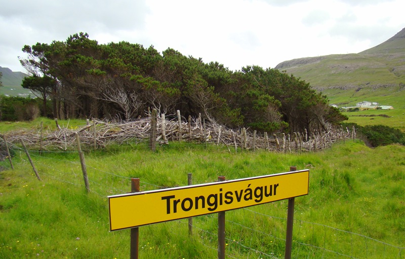 Skov på Færøerne, Suduroy, Trongisvagur, Trongisvagi, Vejskilt og kvasgærde, www.dendrologi.dk, Martin Reimers