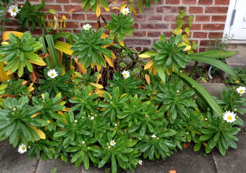 Japansk margueritbusk. Nipponanthemum nipponicum. Ikke nedskåret busk. www.dendrologi.dk. Martin Reimers. Danmark. Denmark