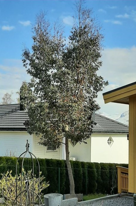 Verdens nordligste eukalyptus Eucalyptus gunnii Håkon Vangsnes