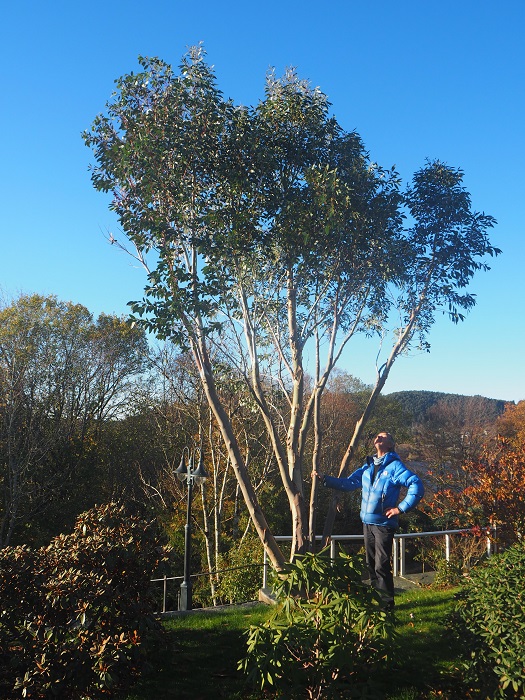 Eucalyptus pauciflora Debeuzevillei i Os ved Bergen, Norge