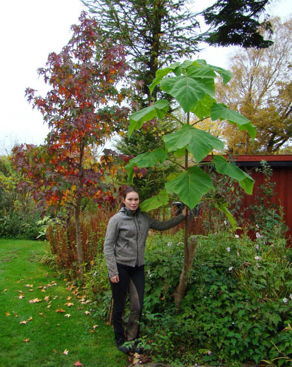 Stynet kejsertræ. Paulownia tomentosa. Årsskud 2,3 meter, bredeste blad 64 cm. www.dendrologi.dk. Martin Reimers
