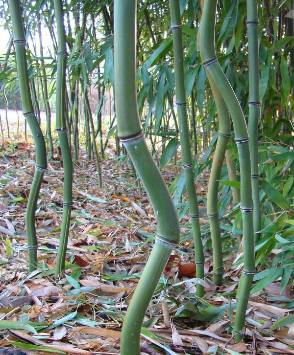 www.dendrologi.dk Gulfuret bambus. Phyllostachys aureosulcata. Bugtede stængler. Martin Reimers