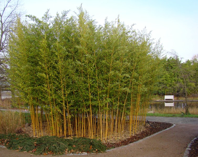 www.dendrologi.dk Gulfuret bambus. Phyllostachys aureosulcata Spectabilis. Form. Martin Reimers