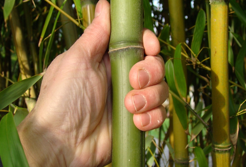 www.dendrologi.dk. Smuk bambus. Phyllostachys decora. Stængel. Martin Reimers