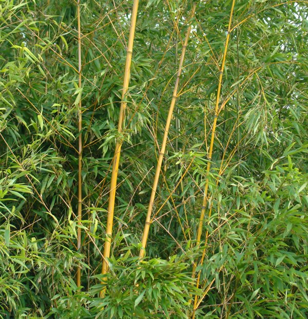 www.dendrologi.dk. Smuk bambus. Phyllostachys decora. Stængel. Martin Reimers