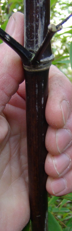 www.dendrologi.dk Phyllostachys nigra. Sort bambus. Gammel sort stængel. Martin Reimers