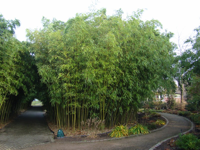 www.dendrologi.dk Phyllostachys viridi-glaucescens Ornamental bambus. Form. Martin Reimers