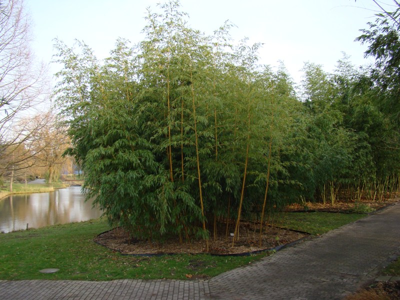 www.dendrologi.dk Glat bambus Phyllostachys vivax Aureocaulis. Den smukkeste og mest eksotiske bambus. Martin Reimers