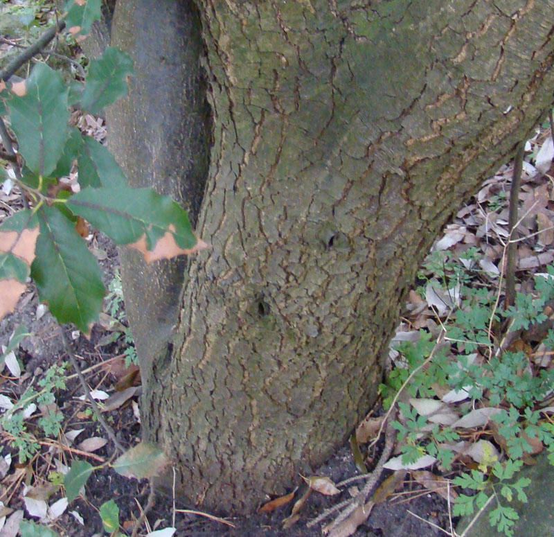 Steneg. Quercus ilex. Bark. www.dendrologi.dk. Martin Reimers