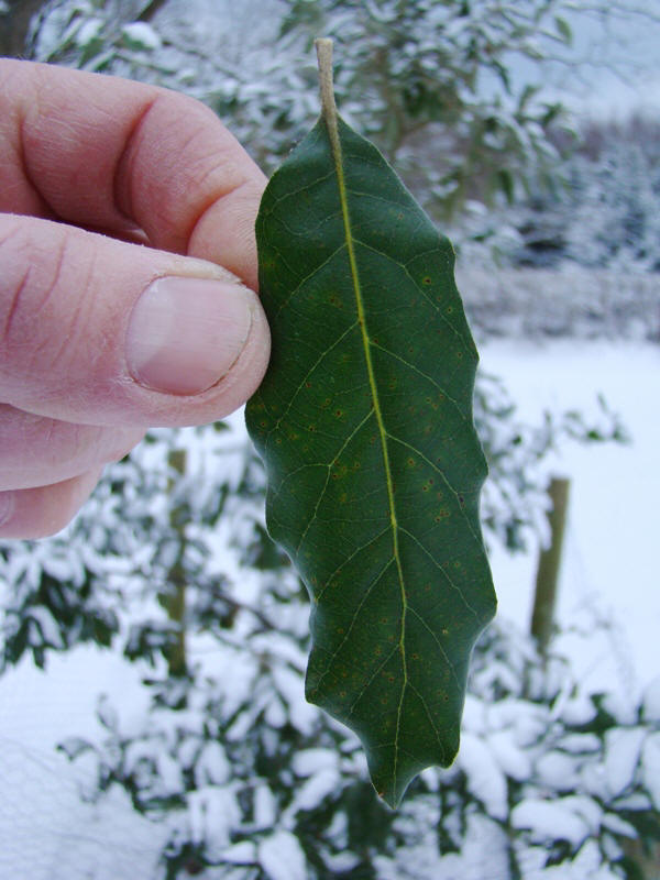 Steneg. Quercus ilex. Lange bugtede blade. www.dendrologi.dk. Martin Reimers